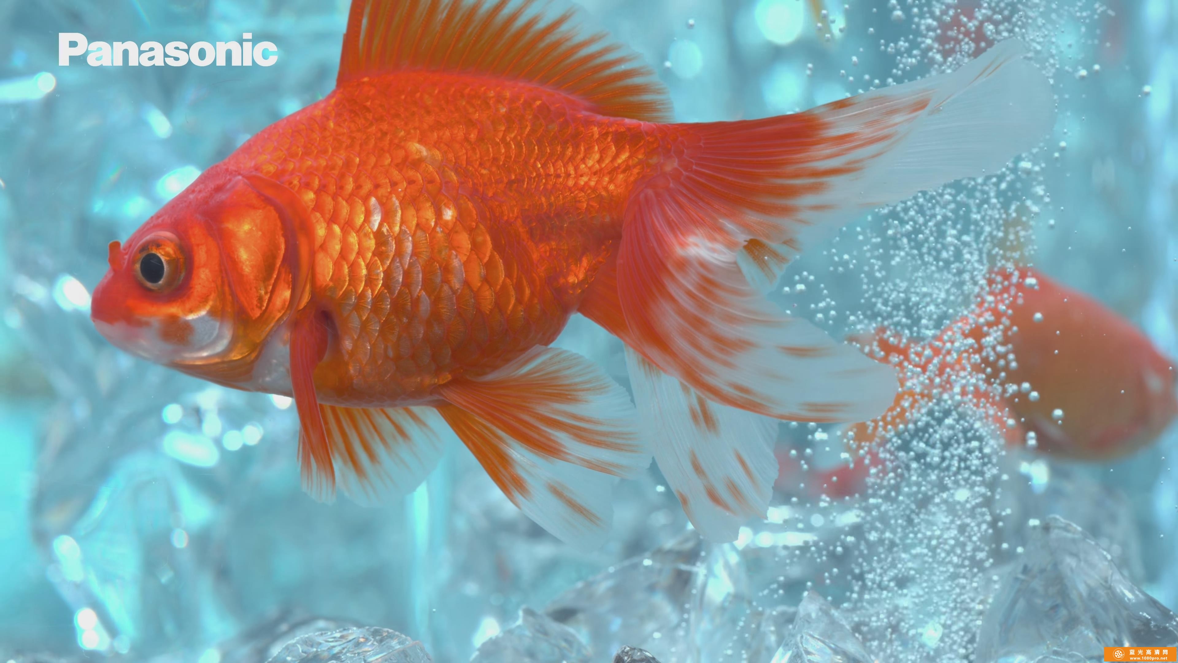 超清晰的水中金鱼动物4k视频免费