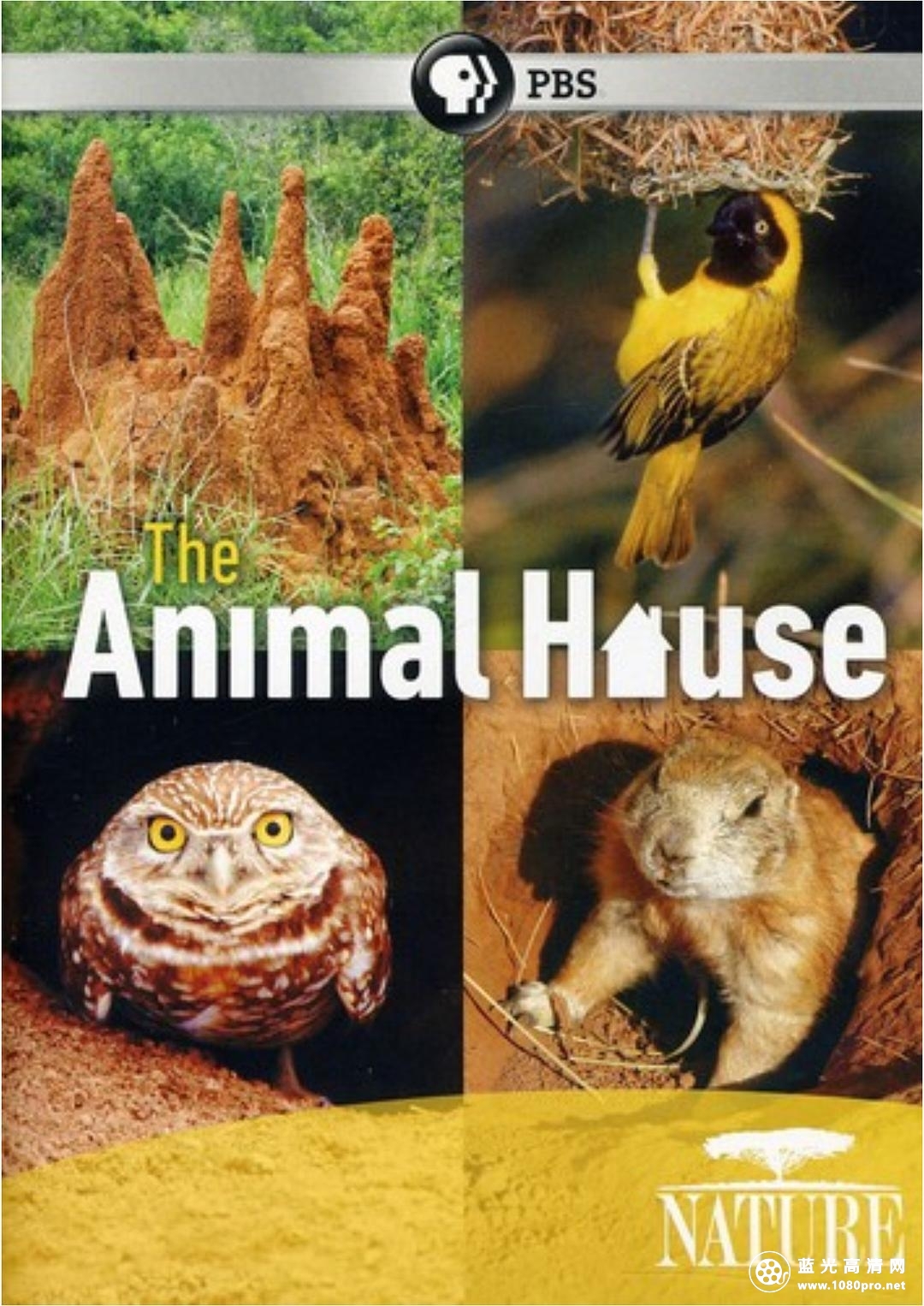 自然世界:动物之家/动物建筑师 Nature.The.Animal.House.2011.1080p.BluRay.x264-SADPANDA 3.28GB