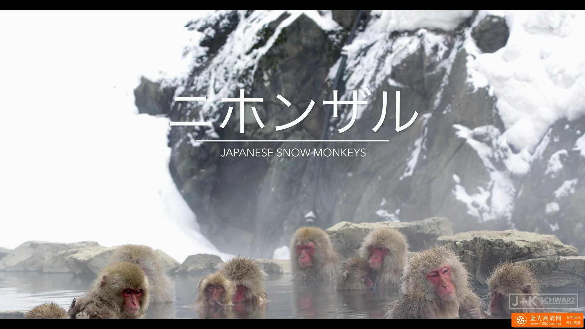 5K分辨率 日本泡温泉的猴子 Snow Monkeysin Japan 5K