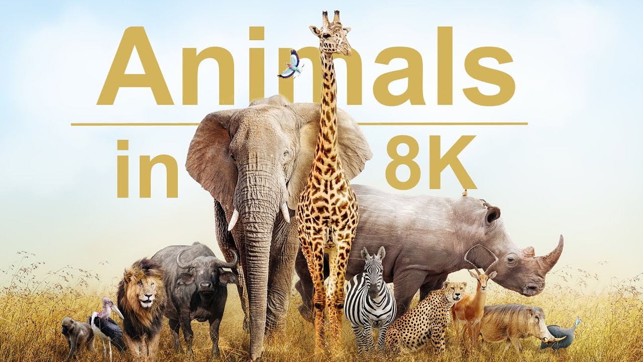 Wild Animals in (60 FPS) 8K ULTRA HD HDR - Collection of Colorful Wild Animals I