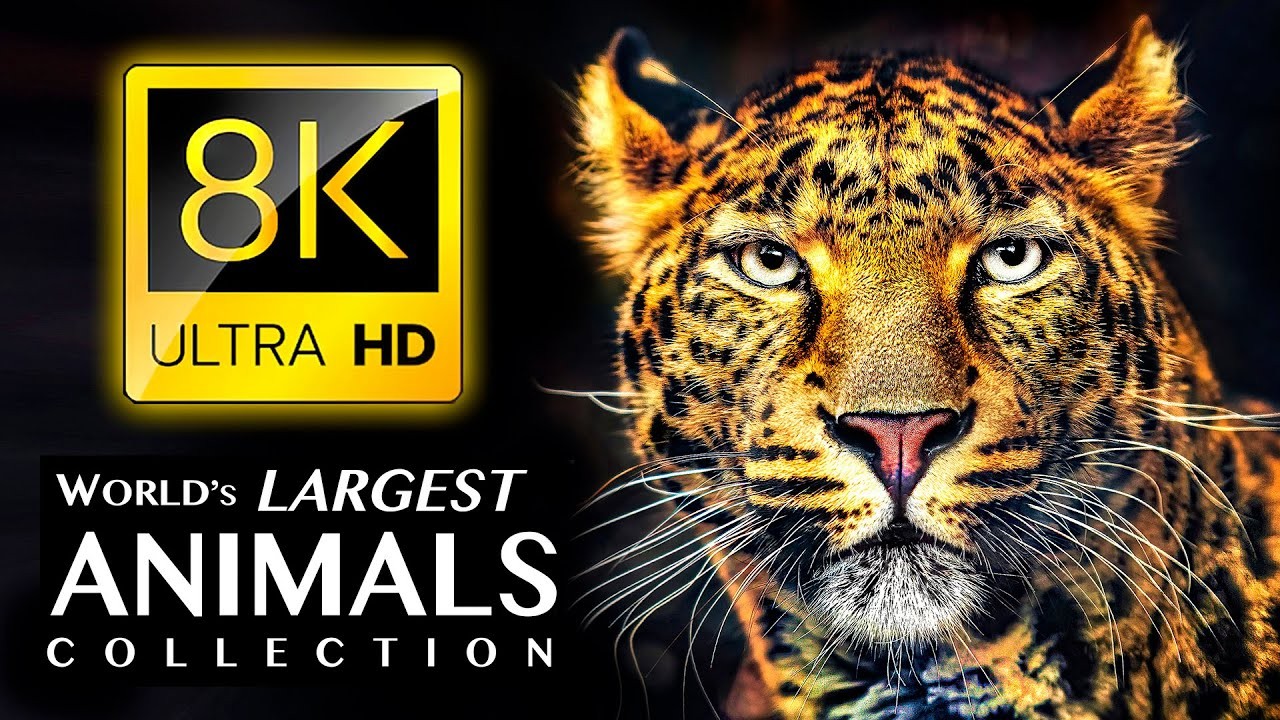 壯觀的動物 8K 超高清 World's Largest Animals Collection 8K ULTRA HD-21.1GB