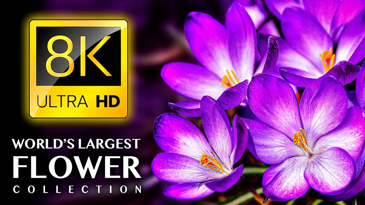 世界上最大的花卉系列8K ULTRA HD-配有舒缓的音乐 Largest FLOWERS Collection in the World 8K ULTRA HD - with Calming Music【21.3GB】【02:23:05】
