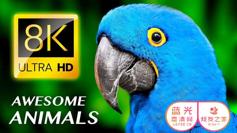 酷炫动物 8K AWESOME ANIMALS 8K ULTRA HD 4.94GB