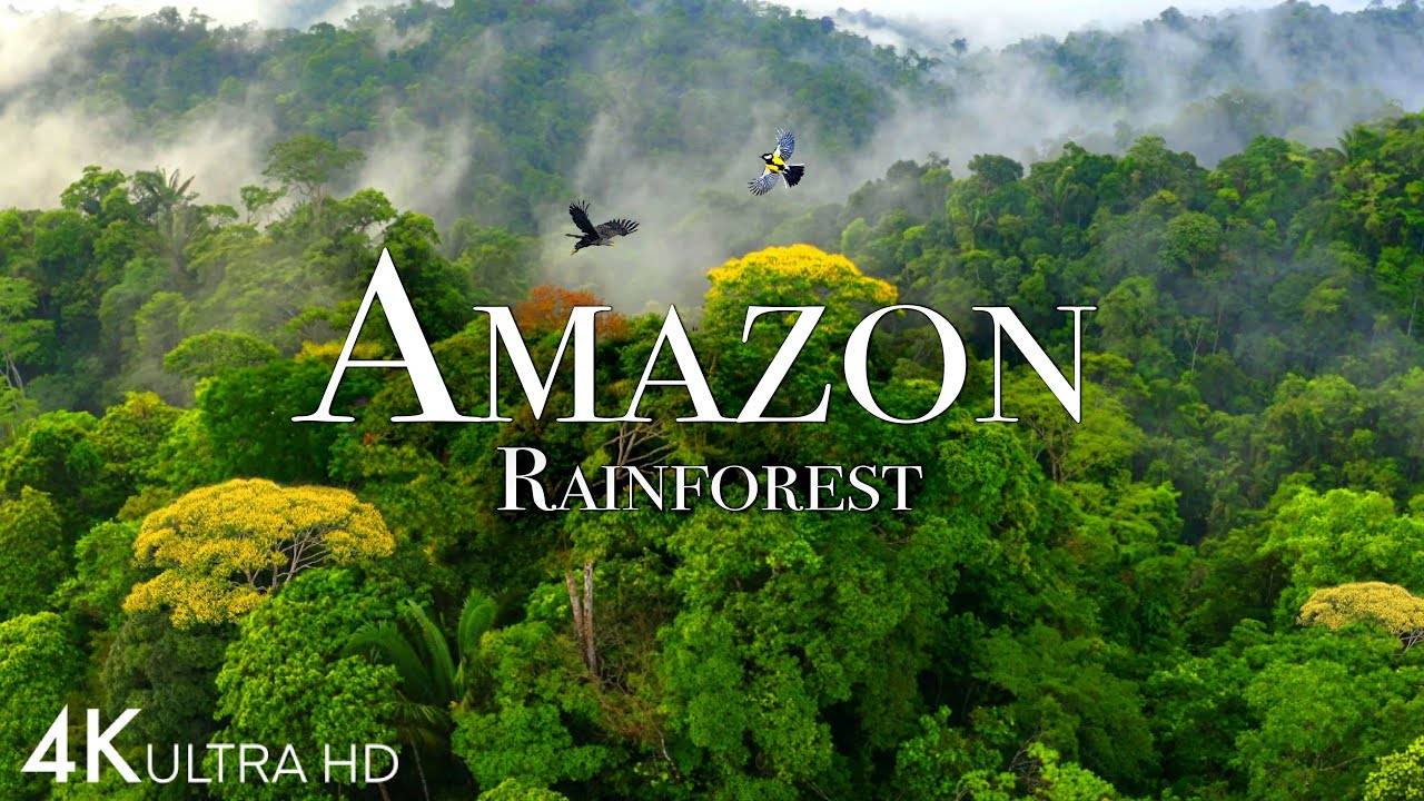 亚马逊4k—世界上最大的热带雨林第2部分—丛林之声—4k风景放松片-3.61GB