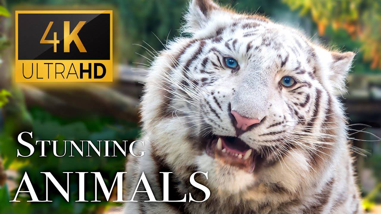 动物世界最真实的声音 了解动物的声音Stunning Animals in 4K - Animals Around The World With Real Nature Sounds - 2.2GB