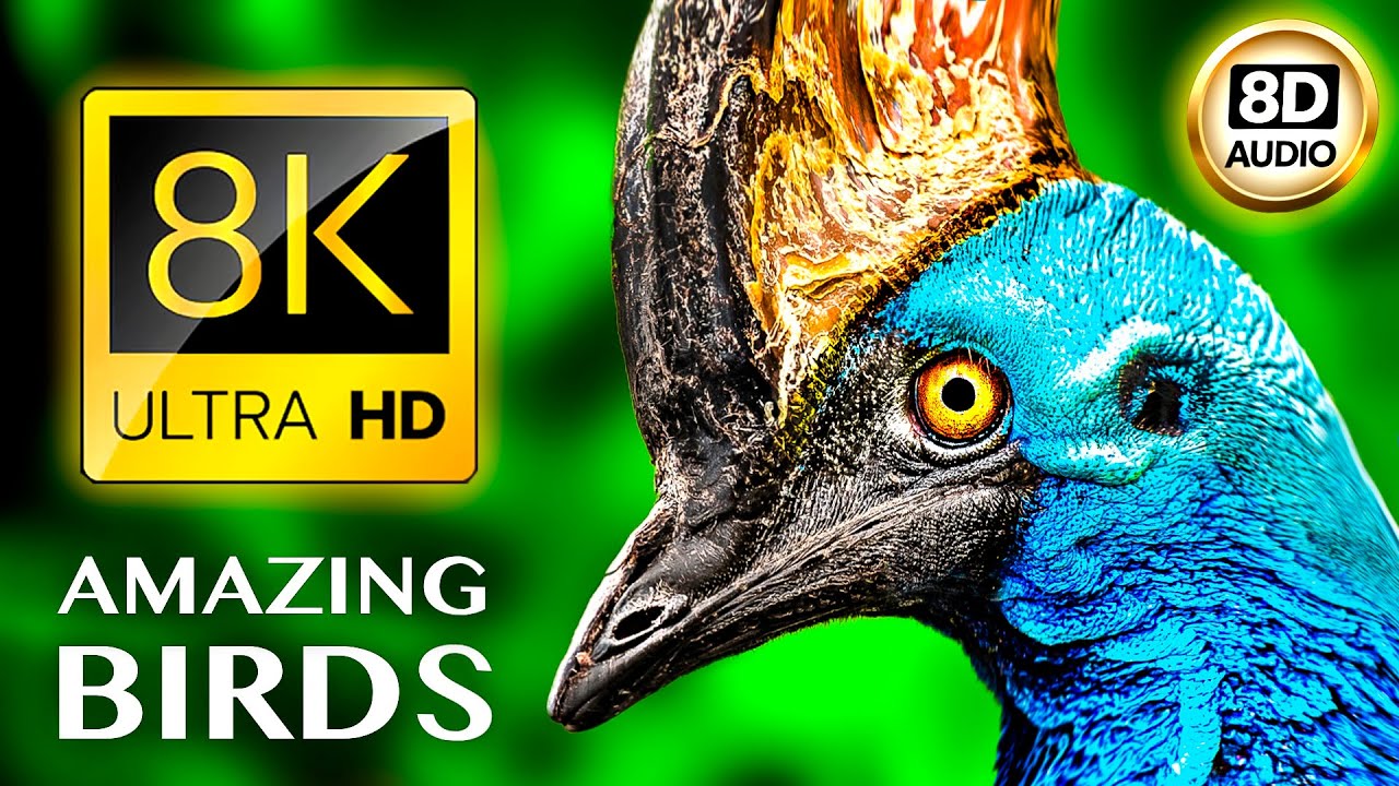 惊人的小鸟8K超高清•8D音频 AMAZING BIRDS 8K ULTRA HD • 8D AUDIO  8k视频